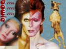 David Bowie
Music Wallpaper