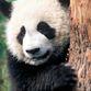 kdimou
<p>Panda ... the peaceful strength.</p>